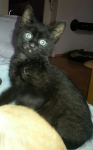 Loki bearb