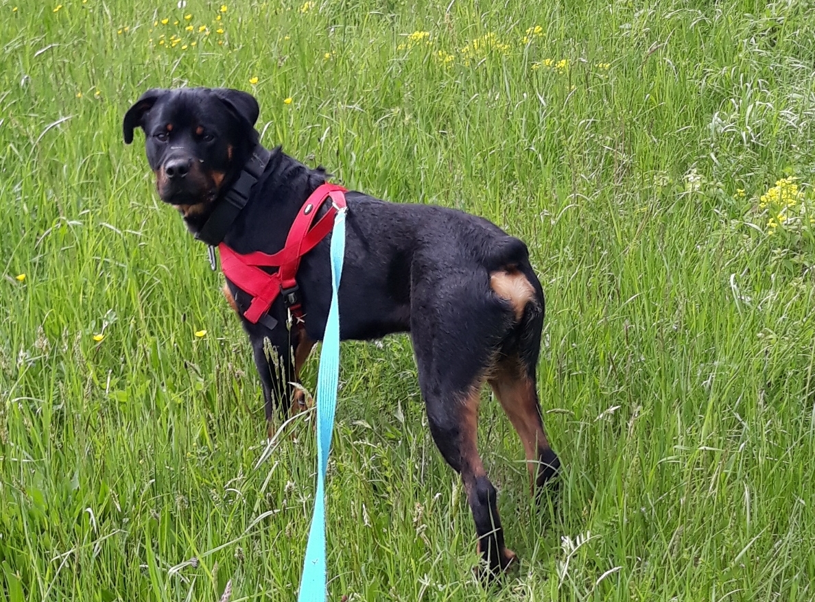 Hunde « Tierschutzverein Völklingen e.V.