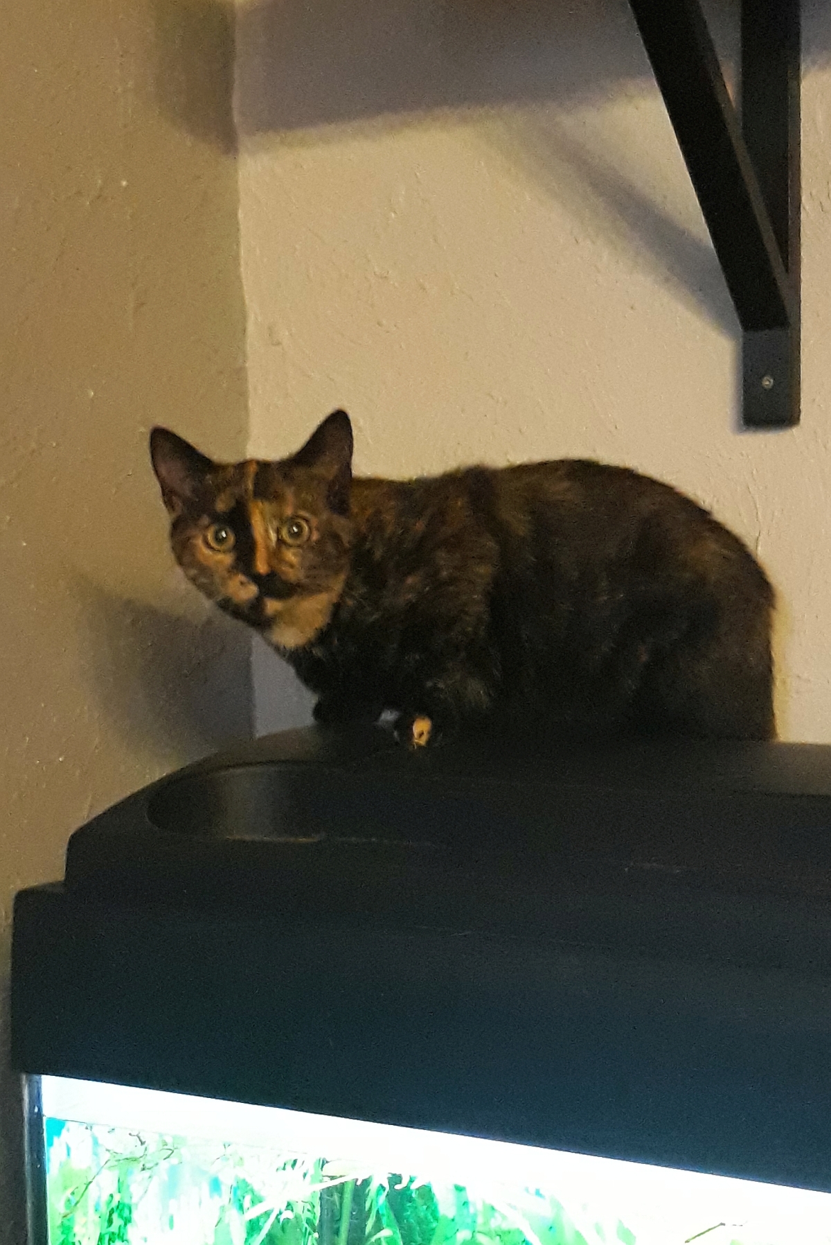 Katzen « Tierschutzverein Völklingen e.V.